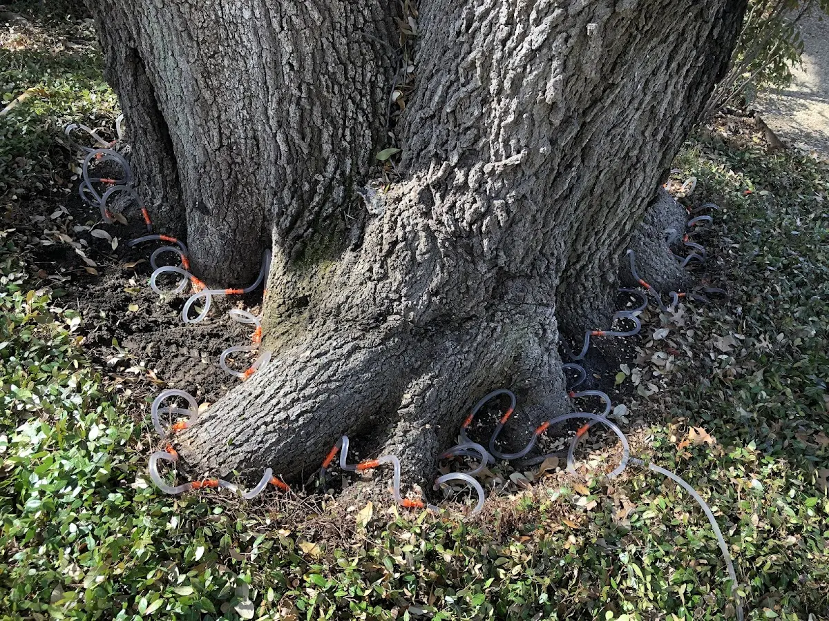 Detailed Tree Cabling and Bracing job site in Universal City